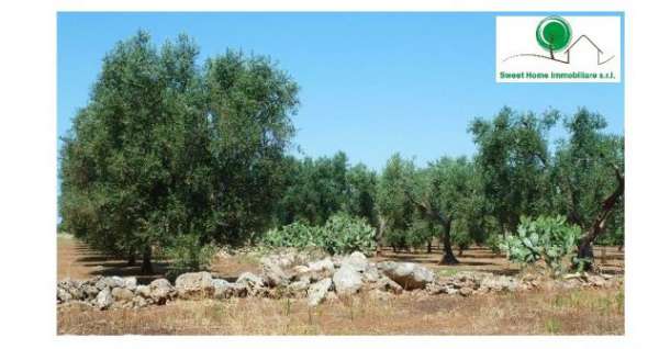 Foto Terreno agricolo - produzione biologica