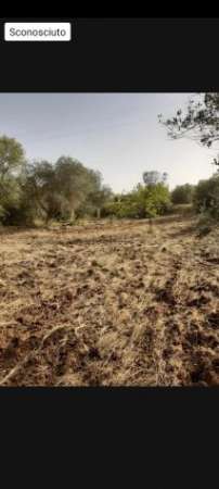 Foto Terreno agricolo