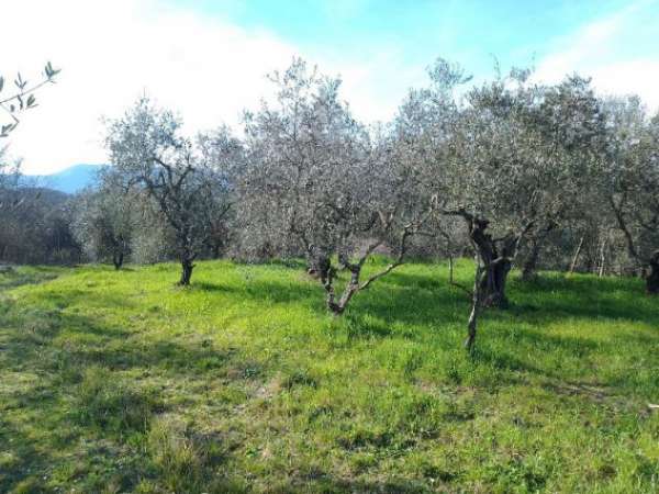 Foto Terreno agricolo a Montecalvoli ( PI )