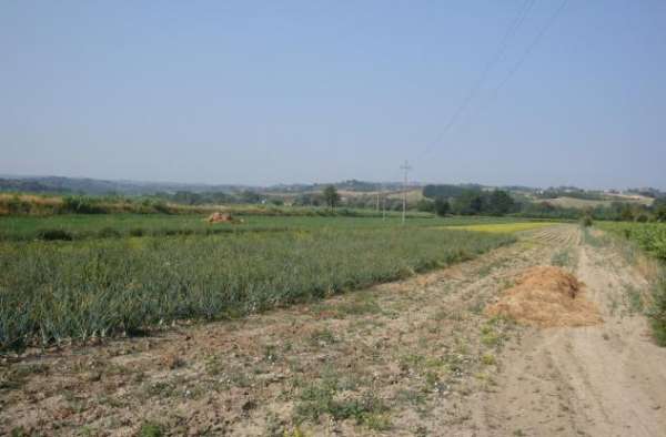 Foto TERRENO AGRICOLO di 10000 mq (CASTELFIORENTINO) rif. C 221