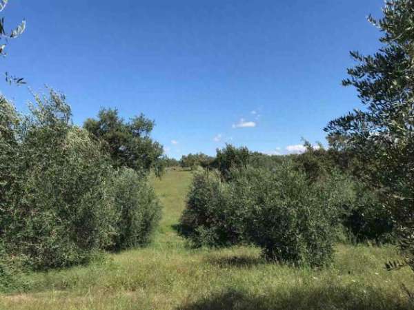 Foto TERRENO AGRICOLO di 17000 mq (SORANO) rif. TERR.COL.
