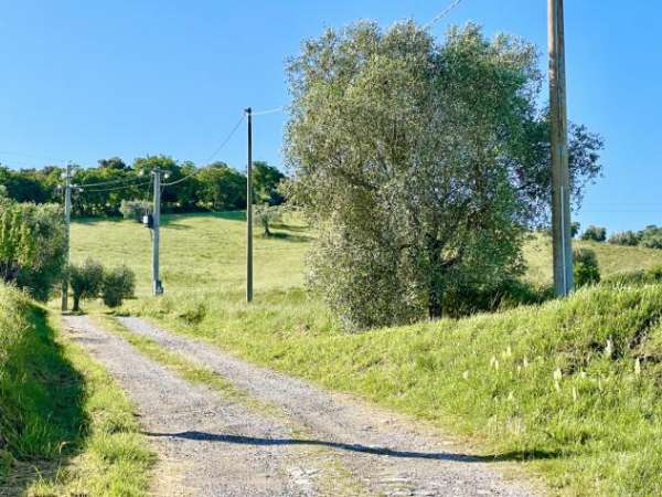 Foto TERRENO AGRICOLO di 46000 mq (GROSSETO - Grosseto) rif. TE.16