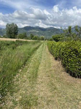 Foto TERRENO AGRICOLO di 7000 mq (PIETRASANTA) rif. 167