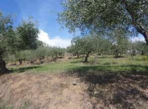 Foto Terreno Agricolo in Vendita, 1 Locale, 101360 mq, Montemurlo