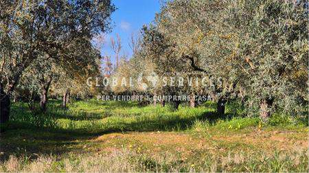 Foto Terreno Agricolo in Vendita, 1 Locale, 13000 mq, Alghero