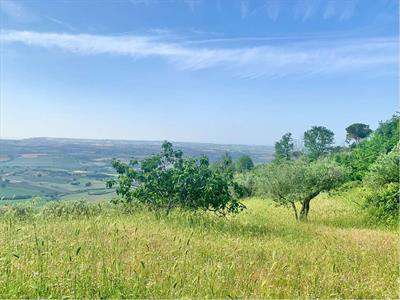Foto Terreno Agricolo in Vendita, 1 Locale, 23070 mq, Guglionesi