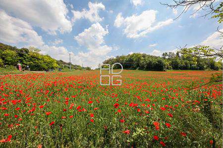 Foto Terreno Agricolo in Vendita, 1 Locale, 30740 mq, Desenzano del G