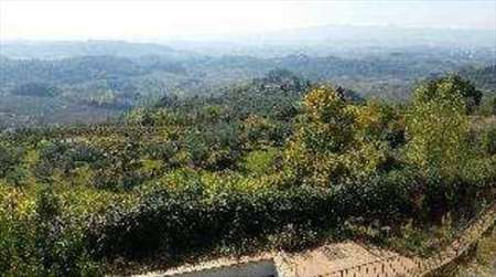Foto Terreno Agricolo in Vendita, 1 Locale, 36614 mq, Certaldo