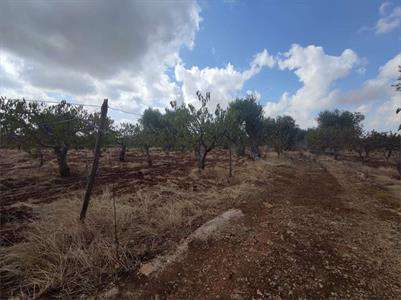 Foto Terreno Agricolo in Vendita, 1 Locale, 5000 mq, Conversano