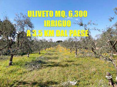 Foto Terreno Agricolo in Vendita, 1 Locale, 6300 mq, Corato