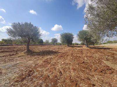 Foto Terreno Agricolo in Vendita, 1 Locale, 7200 mq, Conversano