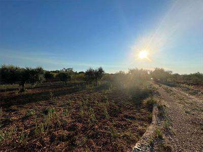 Foto Terreno Agricolo in Vendita, 1 Locale, 8000 mq, Conversano