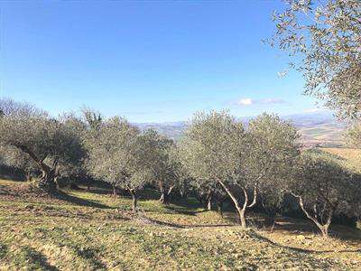 Foto Terreno Agricolo in Vendita, 1 Locale, 9640 mq, Guglionesi