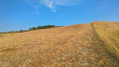 Foto Terreno agricolo in Vendita, 10000 mq (CATANZARO BARONE)