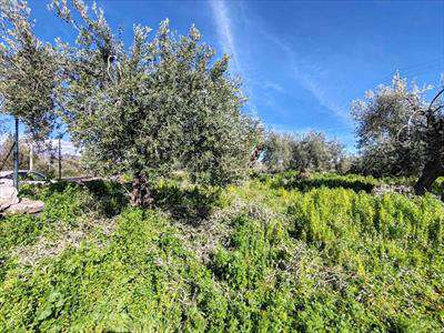Foto Terreno agricolo in Vendita, 10600 mq (BELPASSO)