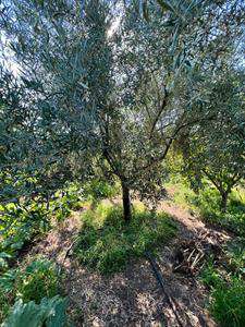 Foto Terreno agricolo in Vendita, 1500 mq (ACI CATENA)