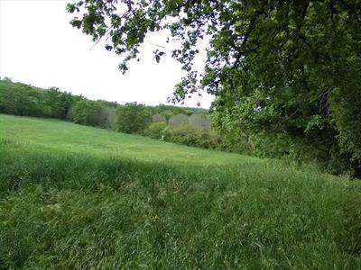 Foto Terreno agricolo in Vendita, 16000 mq (MONTE ROMANO)