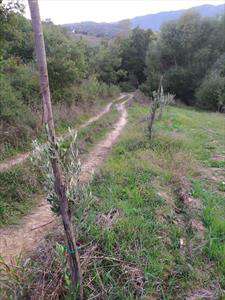 Foto Terreno agricolo in Vendita, 16000 mq (RENDE SANTO STEFANO DI RE