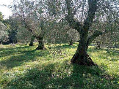 Foto Terreno agricolo in Vendita, 17500 mq (VETRALLA)