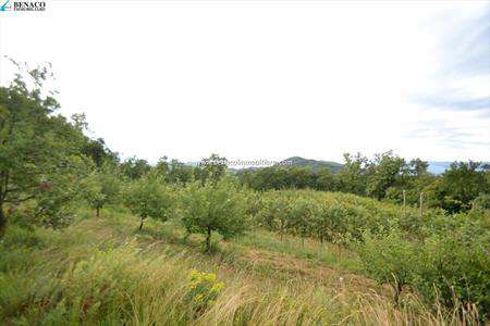 Foto Terreno agricolo in Vendita, 22233 mq (SAN ZENO DI MONTAGNA)