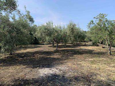 Foto Terreno agricolo in Vendita, 2700 mq (MISTERBIANCO)
