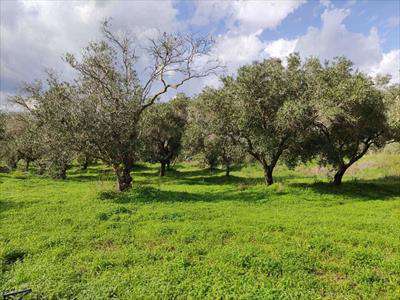 Foto Terreno agricolo in Vendita, 3080 mq (PARTINICO)