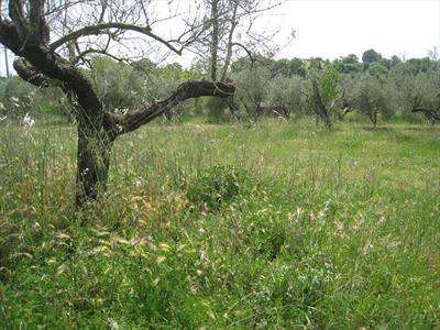 Foto Terreno agricolo in Vendita, 4000 mq (MONTEFIASCONE ZEPPONAMI)