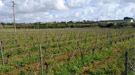 Foto Terreno Agricolo in Vendita, 4170 mq, Marsala (Periferia lato Sa