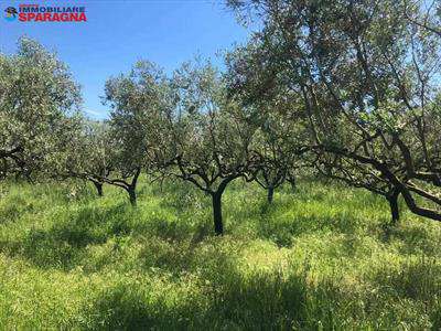 Foto Terreno agricolo in Vendita, 4600 mq (CELLOLE)