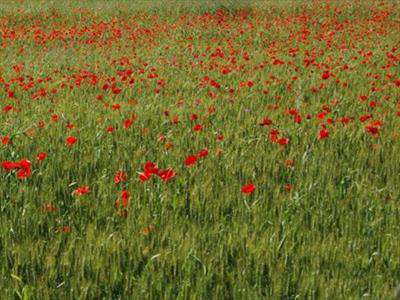 Foto Terreno agricolo in Vendita, 5400 mq (VIAREGGIO TERMINETTO)
