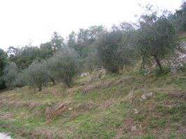 Foto Terreno agricolo in Vendita, 6000 mq (CAMAIORE)