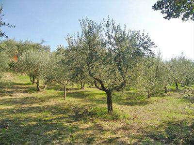 Foto Terreno agricolo in Vendita, 6000 mq (TORRITA DI SIENA)