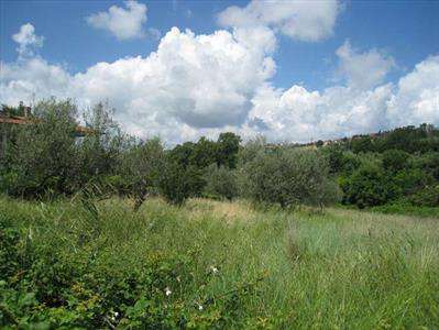Foto Terreno agricolo in Vendita, 8000 mq (MONTEFIASCONE)