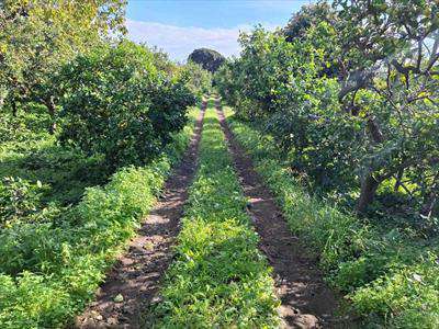 Foto Terreno agricolo in Vendita, 9953 mq (ACIREALE ACIPLATANI)