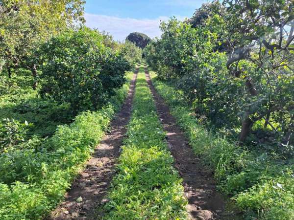 Foto Terreno agricolo in vendita a Acireale