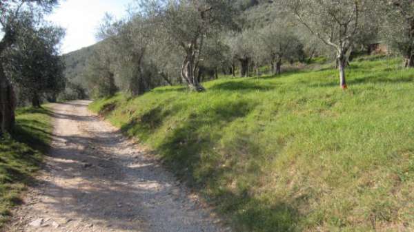 Foto Terreno agricolo in vendita a Agnano - San Giuliano Terme 1300 mq  Rif: 1038608