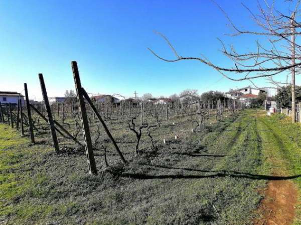 Foto Terreno agricolo in vendita a Alteta - Massa 1600 mq  Rif: 1026924
