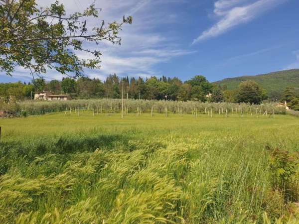 Foto Terreno agricolo in vendita a Assisi