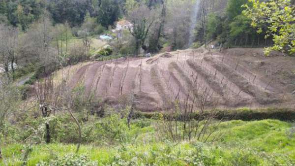 Foto Terreno agricolo in vendita a Aulla 3000 mq  Rif: 1145754
