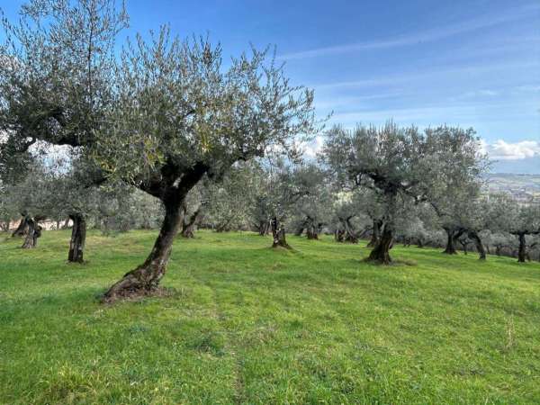 Foto Terreno agricolo in vendita a Bevagna