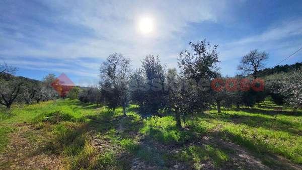 Foto Terreno agricolo in vendita a Bibbona