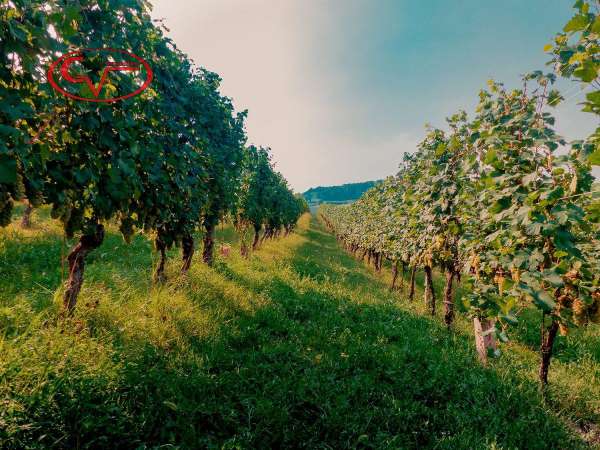 Foto Terreno agricolo in vendita a Bucine