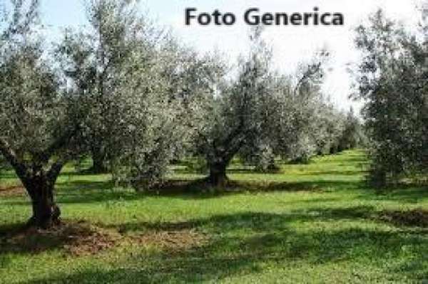Foto Terreno agricolo in vendita a Buti 15000 mq  Rif: 1328597