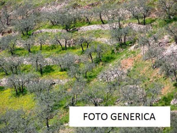 Foto Terreno agricolo in vendita a Calci 3000 mq  Rif: 483360