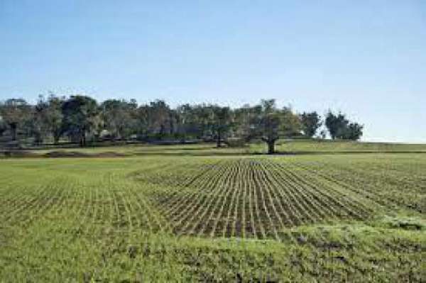 Foto Terreno agricolo in vendita a Calci 5800 mq  Rif: 1016129