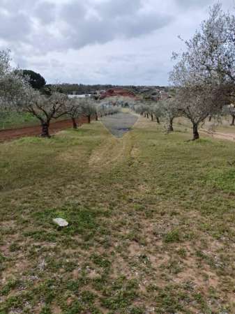 Foto Terreno agricolo in vendita a Caltagirone
