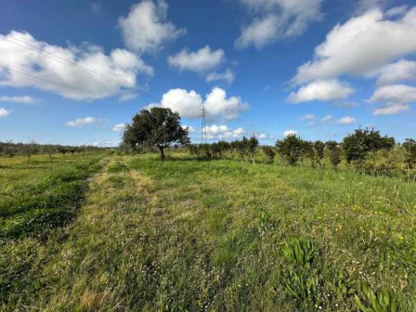 Foto Terreno agricolo in vendita a Campiglia Stazione - Campiglia Marittima 4880 mq  Rif: 1324499