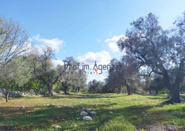 Foto Terreno agricolo in vendita a Carovigno