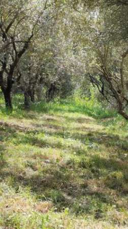Foto Terreno agricolo in vendita a Cascina 1260 mq  Rif: 1256395