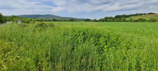 Foto Terreno agricolo in vendita a Castellina Scalo - Monteriggioni 50000 mq  Rif: 1270808